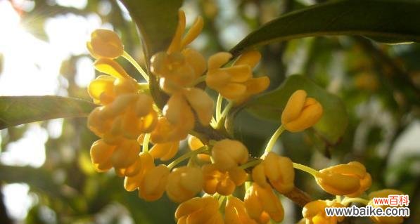 桂花芬芳的福运韵味 桂花的寓意与象征风水