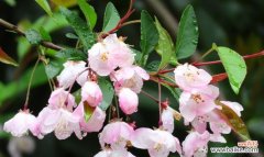 探索海棠树的吉祥象征与风水禁忌 海棠树的寓意和风水