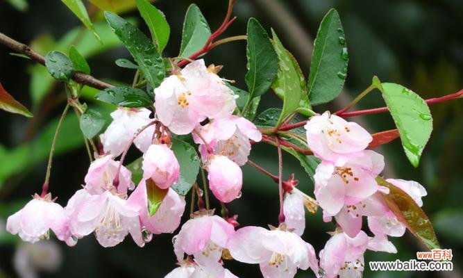 探索海棠树的吉祥象征与风水禁忌 海棠树的寓意和风水