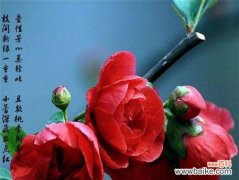 揭秘海棠树的福音 海棠树的风水作用与寓意