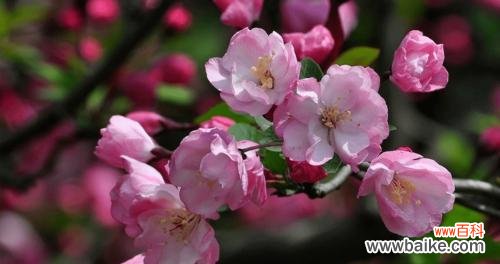 揭秘海棠树的福音 海棠树的风水作用与寓意