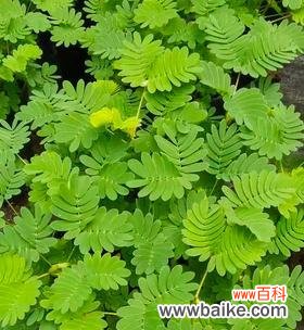 含羞草花语的意义及其生活哲学 以含羞草花语象征与寓意的探究