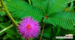 含羞草花语的意义及其生活哲学 以含羞草花语象征与寓意的探究