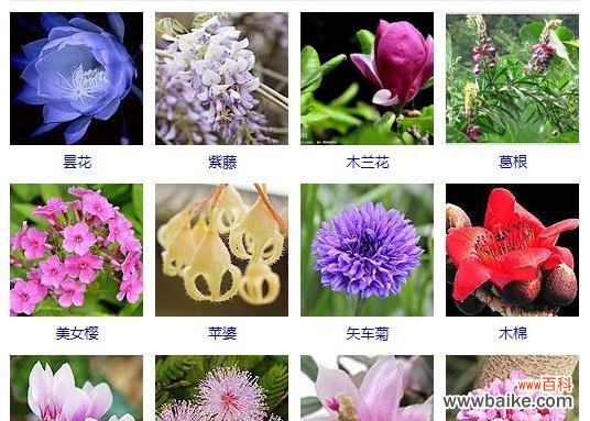 含羞草花语的意义及其生活哲学 以含羞草花语象征与寓意的探究