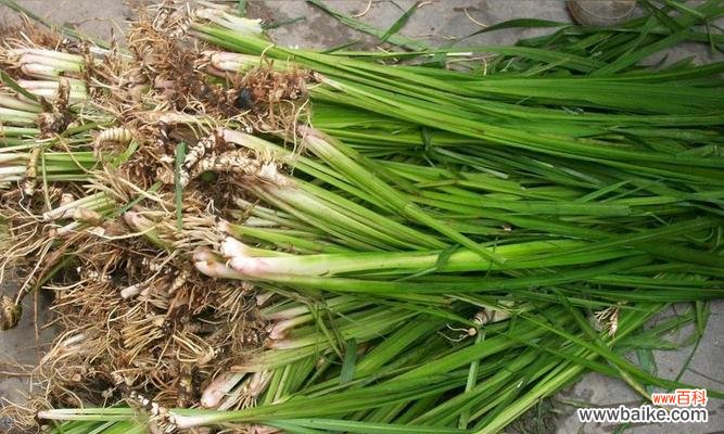 禾本科植物分类及特点一览 禾本科植物品种与特点