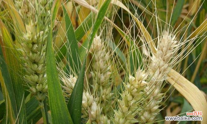 禾本科植物分类及特点一览 禾本科植物品种与特点