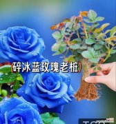 蓝色玫瑰花的寓意是什么？它在花语中承载着怎样的情感？