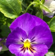 紫色叶子花的含义是什么？两片蓝色花瓣的花的含义是什么？