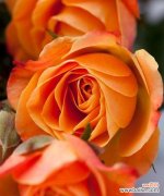 不同颜色花朵的象征意义有哪些？