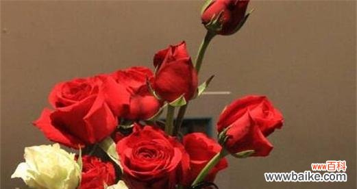 用玫瑰花的数量传递情感的艺术 玫瑰花的数量暗示的意义