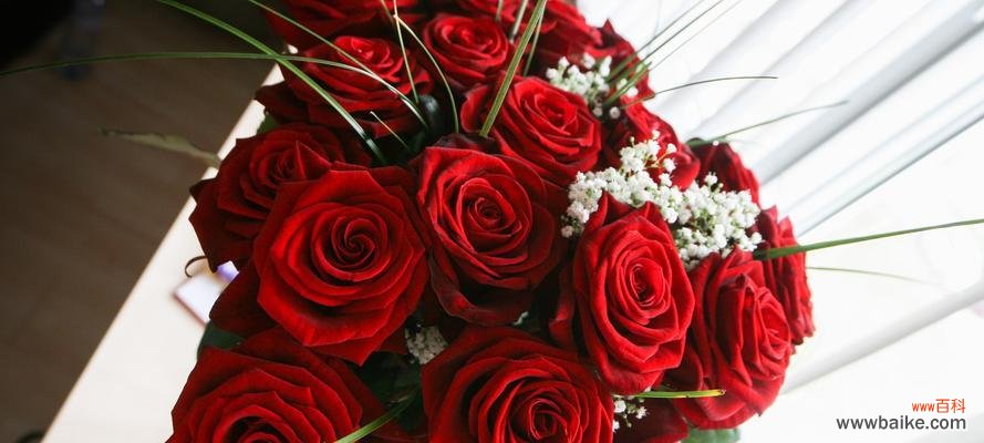 玫瑰花的寓意和象征 玫瑰花的数量与意义