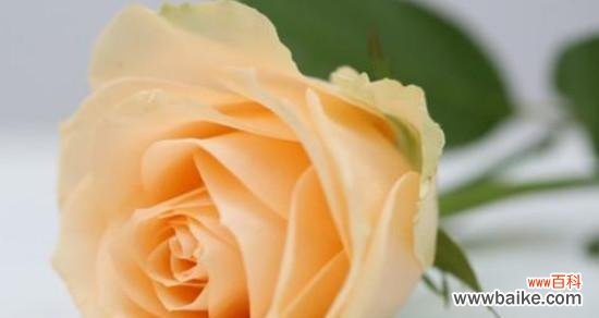 探寻玫瑰花的神秘语言 玫瑰花之语