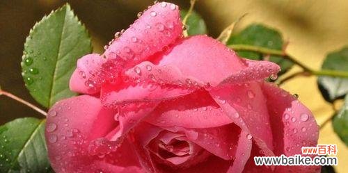 用不同玫瑰花数量传递的情感 玫瑰花的数量与含义