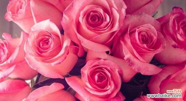 用不同玫瑰花数量传递的情感 玫瑰花的数量与含义