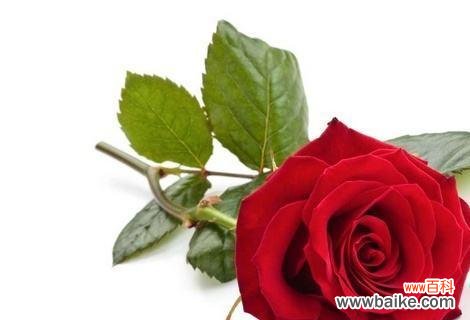 从1朵到99朵 玫瑰花的数量代表的含义是什么