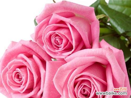 探索玫瑰花在文化中的深远影响 玫瑰花的象征意义