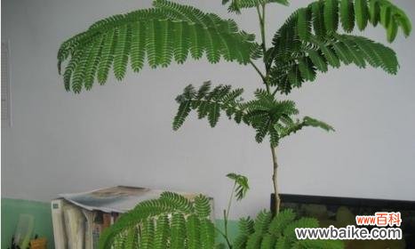 传承千年的吉祥象征与疾病驱散之守护者 合欢树的风水寓意及作用