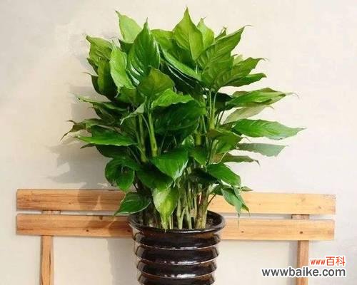 和顺树的吉祥象征与植物摆放原则 和顺树风水的功效与寓意