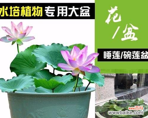 以荷花为喻 荷花之美