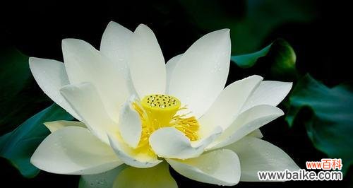 传达吉祥与和谐的美丽花卉——荷花 荷花的寓意和象征风水