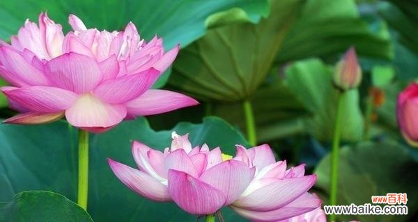 探寻荷花的深刻内涵 荷花花语的象征与寓意