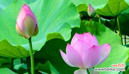 了解荷花开花的时间和花语意义 荷花的开花季节和花语寓意