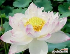 了解荷花开花的时间和花语意义 荷花的开花季节和花语寓意