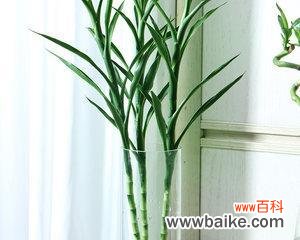 古老的象征与宜居之所 荷花竹的寓意与象征风水