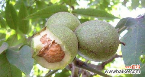 探索核桃在风水中的神秘力量及其理想位置 核桃风水寓意与摆放位置