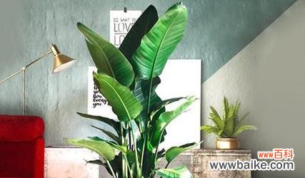 探索以鹤望兰的寓意 以鹤望兰的寓意与风水养在家里的吉利性