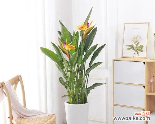 探索以鹤望兰的寓意 以鹤望兰的寓意与风水养在家里的吉利性