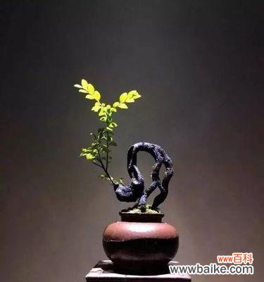 以黑骨茶提升家居风水 黑骨茶的风水寓意及摆放位置