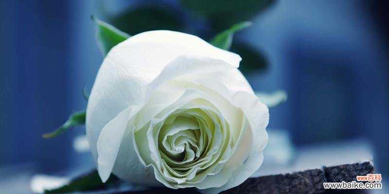 温居祝福用什么花语？花语大全有哪些？