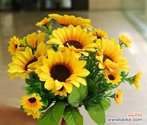 太阳花手捧花有何寓意？太阳花在手捧花中的意义是什么？