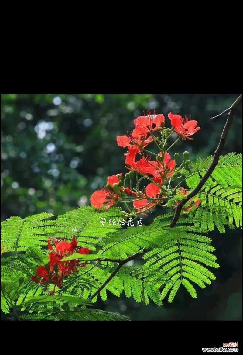 2024年有哪些特别的祝福花语？它们分别代表什么？