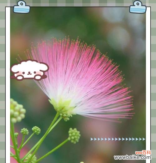 四季的花分别代表什么寓意？它们的象征意义有哪些？