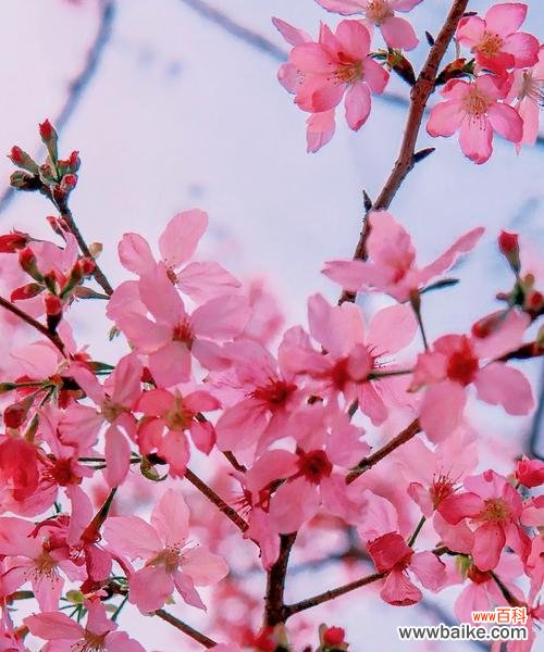 象征自由与爱情的花有哪些?