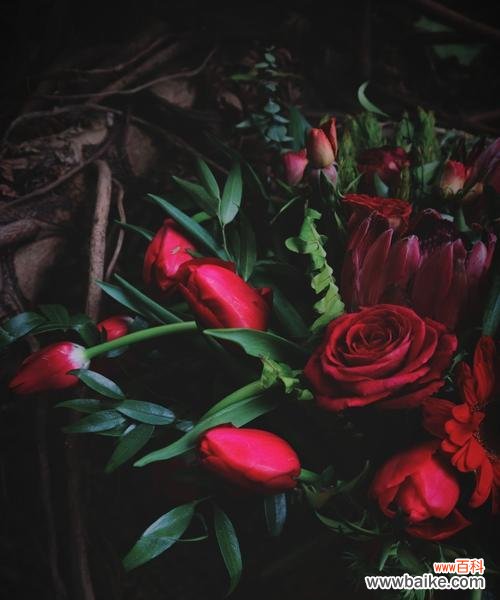 暗黑色手捧花代表什么?它们的寓意有哪些?