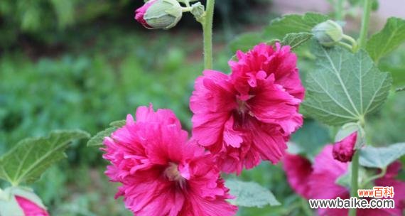 端午节送豆腐花的寓意是什么？传统意义何在？