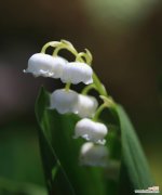 铃兰手捧花的传统寓意是什么？铃兰在手捧花中的意义是什么？