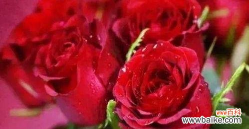 从花语到文化传承 玫瑰花的象征意义及历史背景