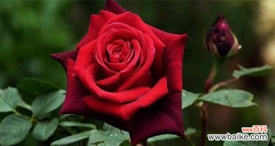 探寻玫瑰花的色彩语言和情感表达 玫瑰花颜色的寓意及象征意义