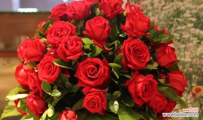 探寻玫瑰花的色彩语言和情感表达 玫瑰花颜色的寓意及象征意义