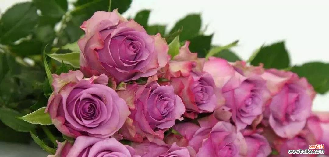 解读玫瑰花不同颜色的象征意义 玫瑰花的颜色与意义