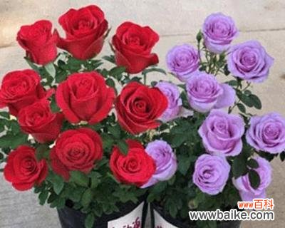 解读玫瑰花不同颜色的象征意义 玫瑰花的颜色与意义