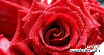 深入探究玫瑰花所代表的情感 玫瑰花的寓意及象征意义