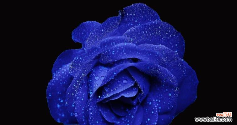 深入探究玫瑰花所代表的情感 玫瑰花的寓意及象征意义