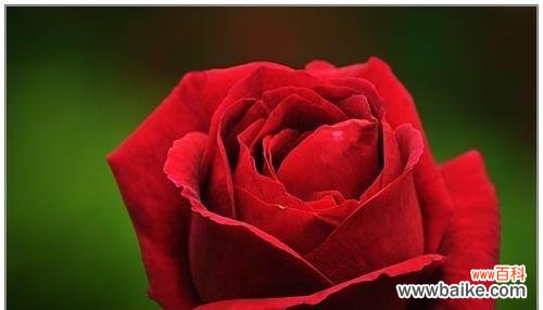 揭开玫瑰花背后的秘密 玫瑰花语的寓意与传说