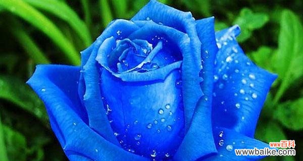 解读12朵玫瑰花的花语与寓意 12朵玫瑰的花语深意