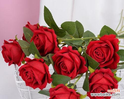解读12朵玫瑰花的花语与寓意 12朵玫瑰的花语深意